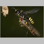 Ectemnius cavifrons oder ruficornis - Grabwespe w08e 11mm beim Nesteintrag - Schwebfliege.jpg